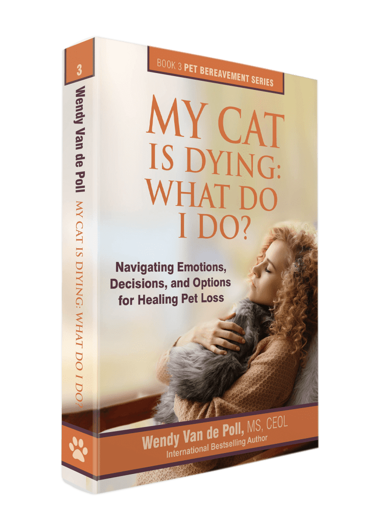 My Cat Is Dying What Do I Do