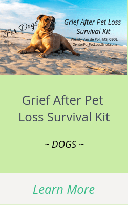 Grief after Pet Loss for cats