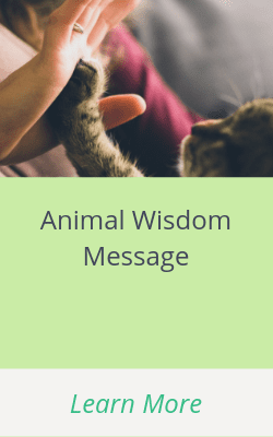Animal Wisdom Message