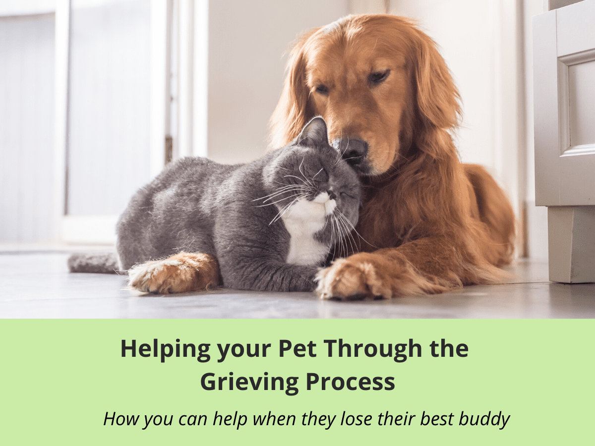 Helping-your-Pet-Through-the-Grieving-Process-2 Workbook for helping your pet through the grieving process