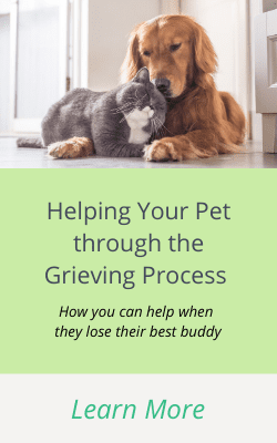 Workbok to help your pet through the grieving process after they lose their companion