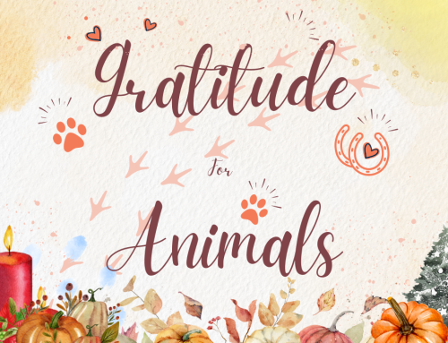 Gratitude for Animals