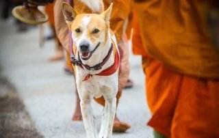 Today is my day of peace - The Walk for Peace Monks and Aloka