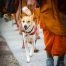 Today is my day of peace - The Walk for Peace Monks and Aloka