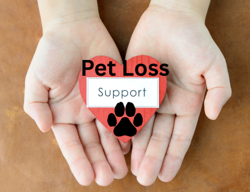 Pet Loss Training